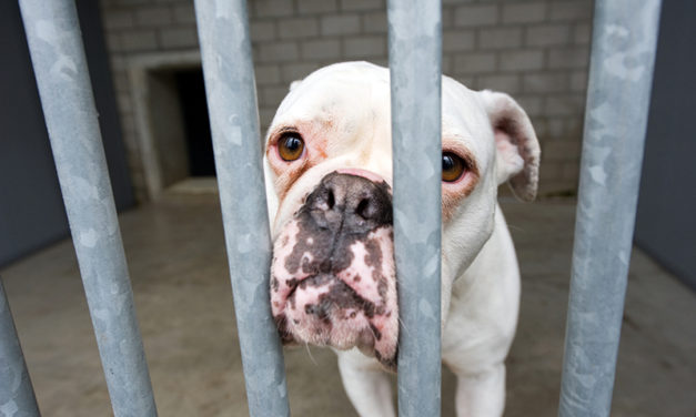 Guilford County Animal Shelter Fails Inspection Again