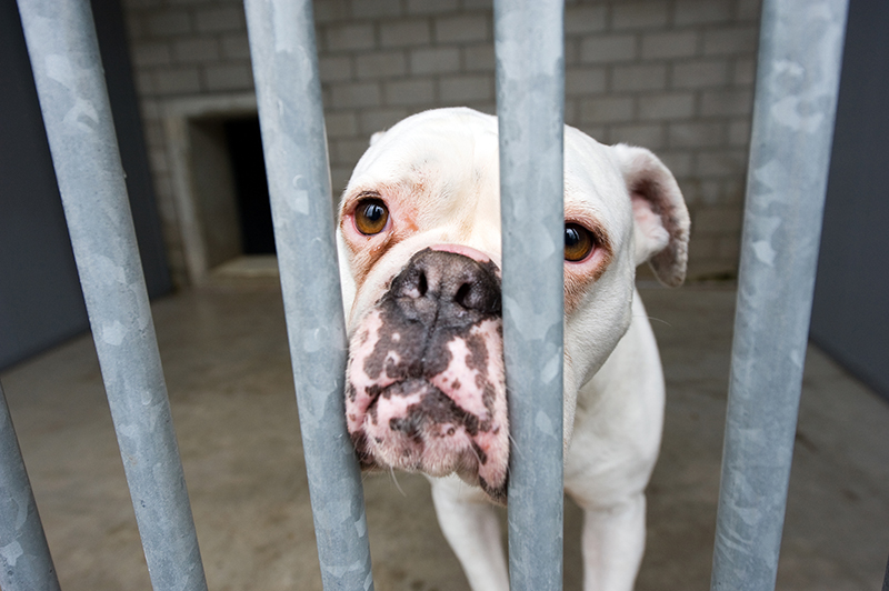 Guilford County Animal Shelter Fails Inspection Again