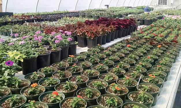 Guilford County Prison Farm Greenhouses to See BEST Days Yet with Hydroponic Farming