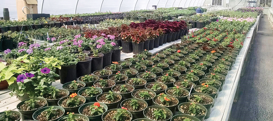 Guilford County Prison Farm Greenhouses to See BEST Days Yet with Hydroponic Farming