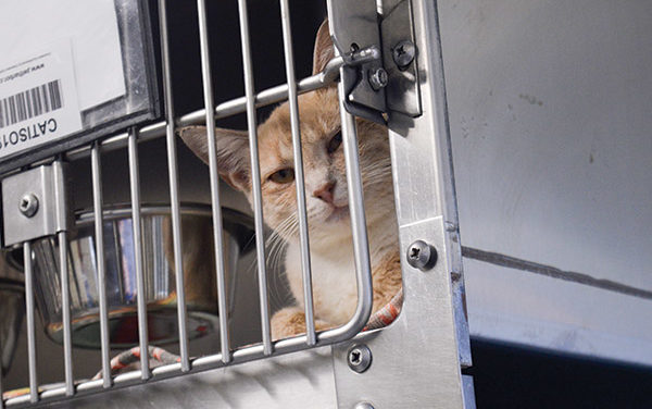 $18 Million Guilford County Animal Shelter Price Tag Leaves Commissioners Cat-a-tonic