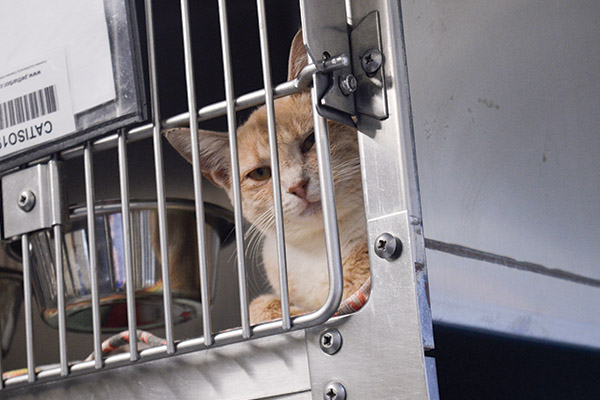 $18 Million Guilford County Animal Shelter Price Tag Leaves Commissioners Cat-a-tonic