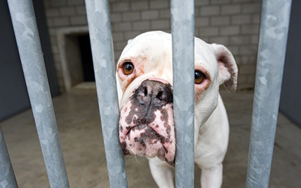After Years of Waiting, Guilford County Gives Animal Lovers the Shelter They Want