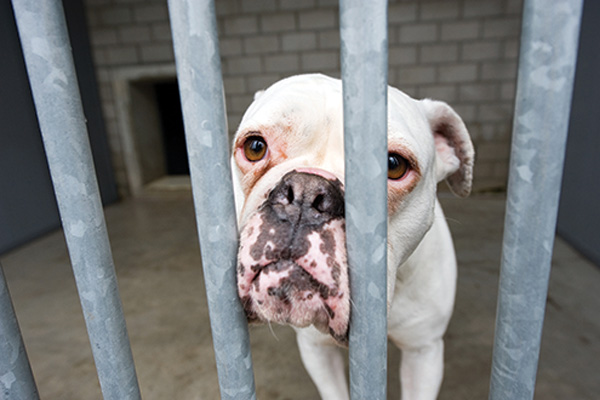 Some Barking Loudly About Downsized Animal Shelter