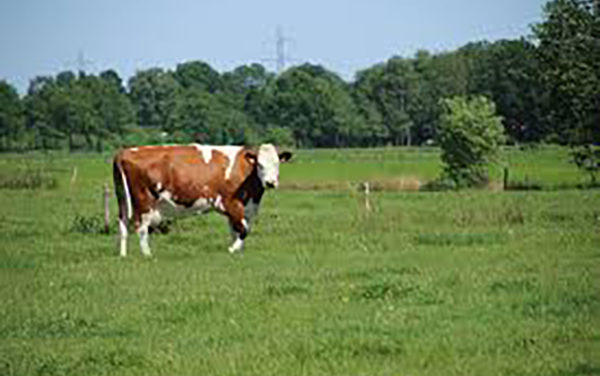 Prison Farm Flying Under Economic Development Radar For A Change
