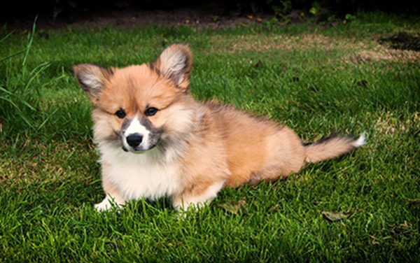 County Responds To Susie’s Fund Complaint Filed With AG