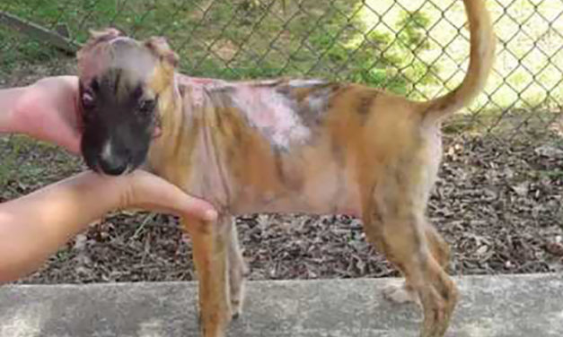 Susie’s Fund Getting Nixed, But Replacement Fund On The Way