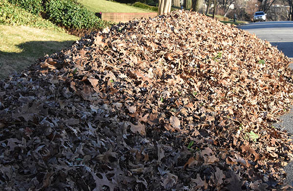 Council Considers Ending Loose Leaf Collection