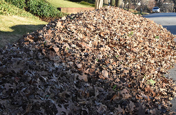 Last Year Of Loose Leaf Collection Begins On Nov. 6