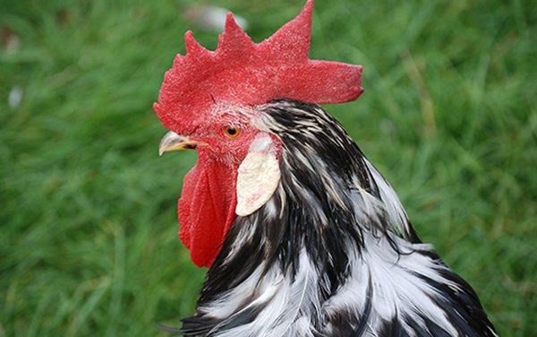 Resident-Rousing Rooster On The Run In Green Valley