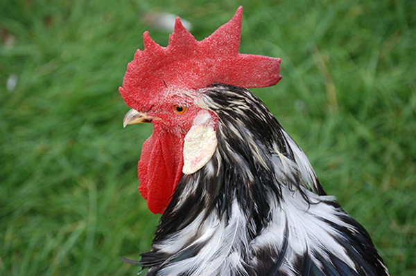 Resident-Rousing Rooster On The Run In Green Valley