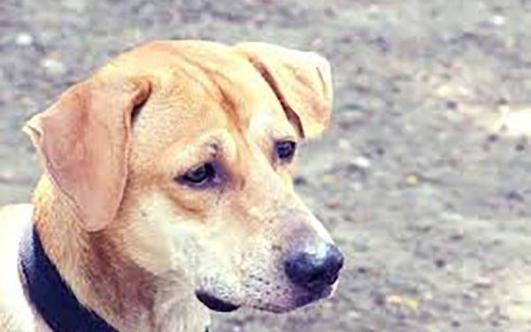 Animal Shelter Population Drops 36 Percent In 2018