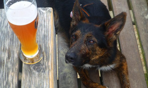 Taproom Loving Dogs Wagging Tails Over New Bill