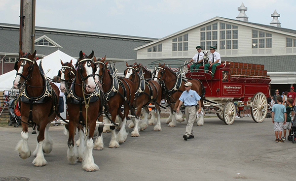 Rockers Fans Can Get Selfies With Budweiser Clydesdales