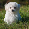 County Cuts Pet Adoption Fees To ‘Clear The Shelter’