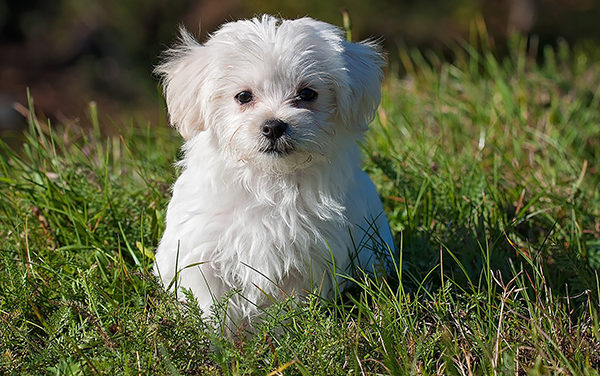 County Cuts Pet Adoption Fees To ‘Clear The Shelter’