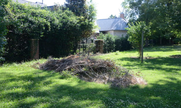 Ticketed Brush Pile Deemed Danger To Morals