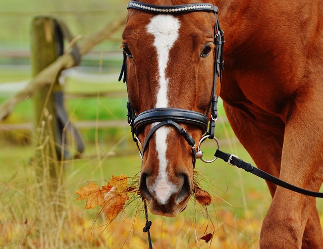 Horsing Around For A Good Cause