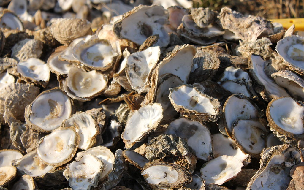 During The Budget Battle,  State House Ponders Oysters