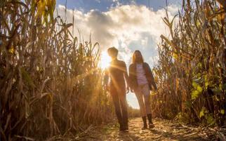 Kersey Valley Maize Maze Better And More Eco-Friendly