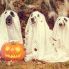 Greensboro’s Month Of Halloween Events Is For The Dogs – Oh, And For Kids Too