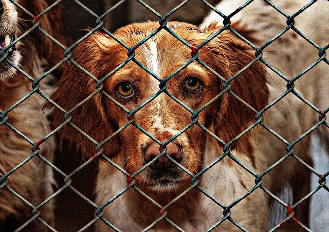 Animal Shelter Warns About Spread Of Deadly Dog Disease