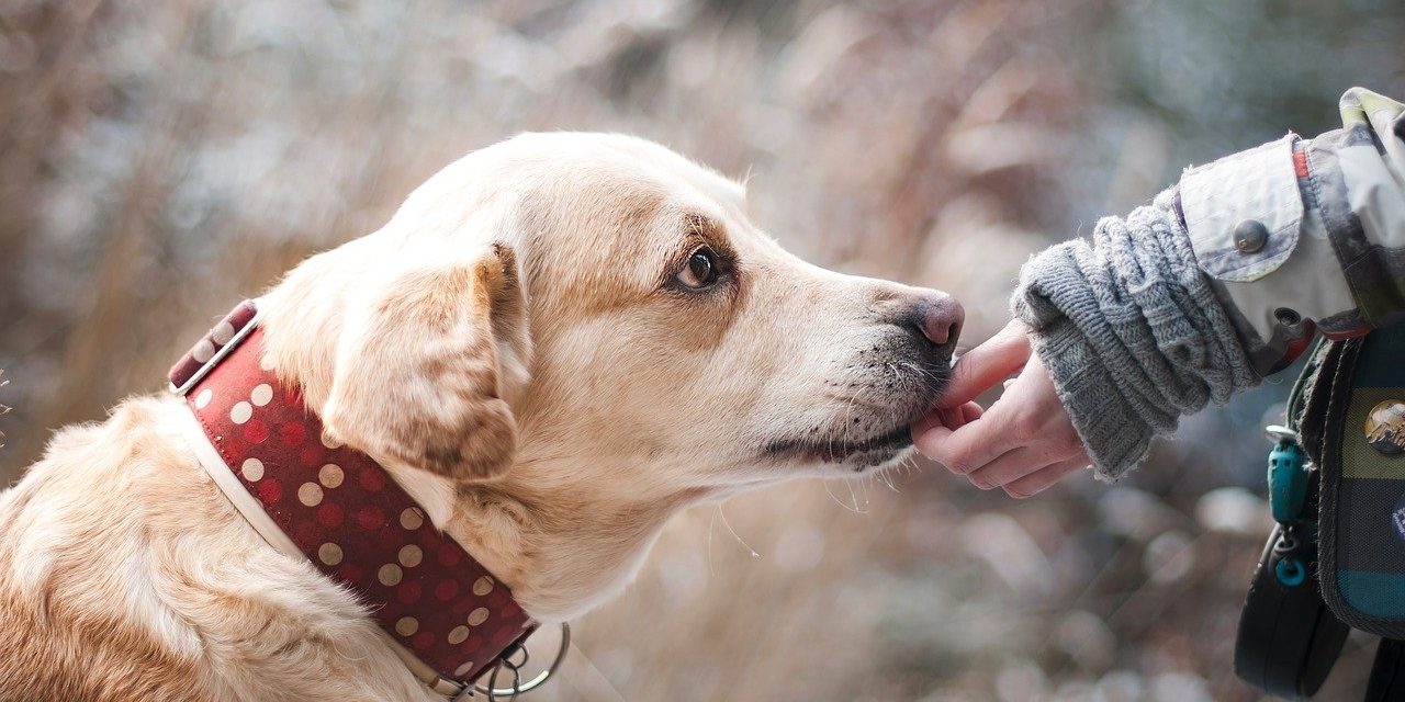 Celebrity Chef Helps Guilford County Get Its Animals Fixed