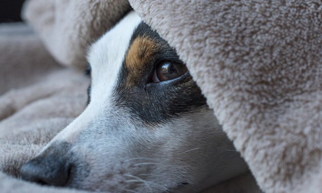 Dog In North Carolina Tests Positive For COVID-19
