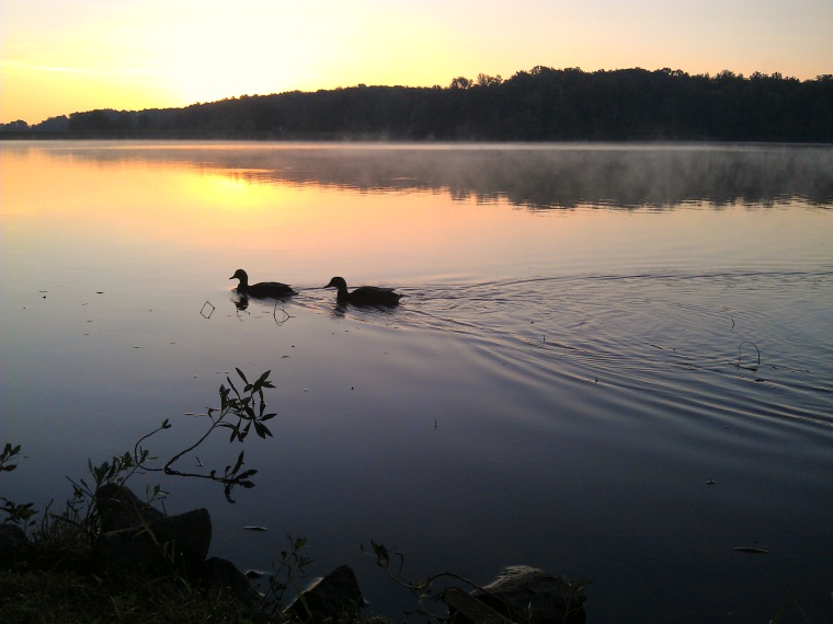 Water Thyme Causes Motorized Boat Ban For Lake Higgins