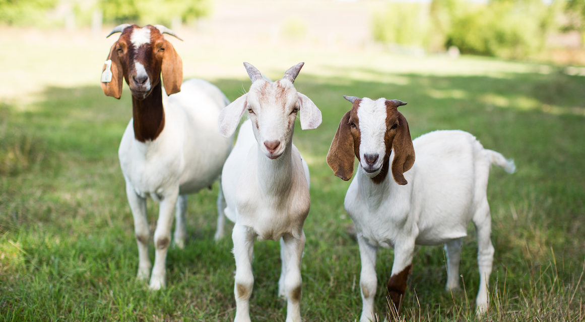 Guilford County Holds Strangest Halloween Event Of All Times