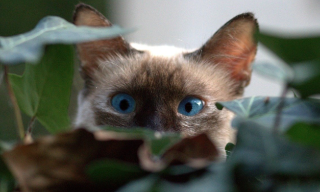 Guilford County To Public: “Nothing to See Here Folks, Keep Moving.”