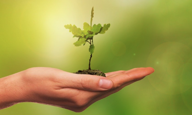 County Wants to Treat Residents To Some Sweet Tree Deals