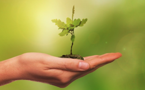 Tree real estate blog content Tree real estate blog content