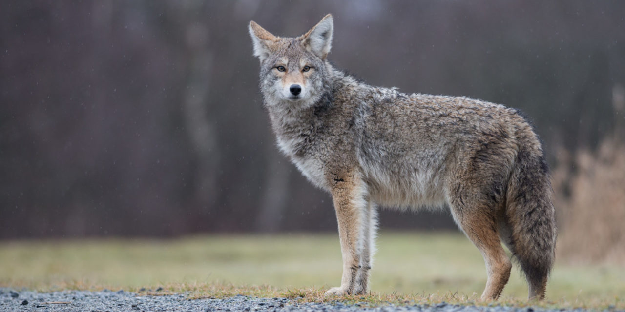 City Closes Four Trails After Coyote Attacks