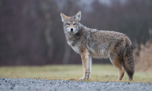 City Closes Four Trails After Coyote Attacks