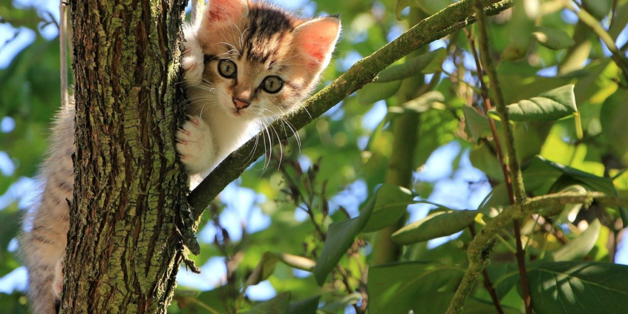 Guilford County Says ‘Thank You’ To Animal Control Workers