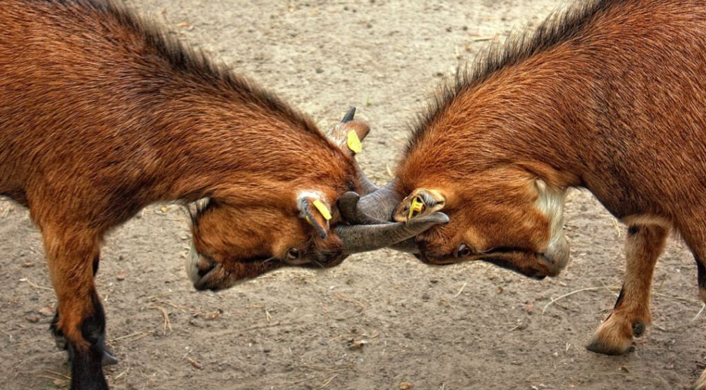 goats butting heads The Rhino Times of Greensboro