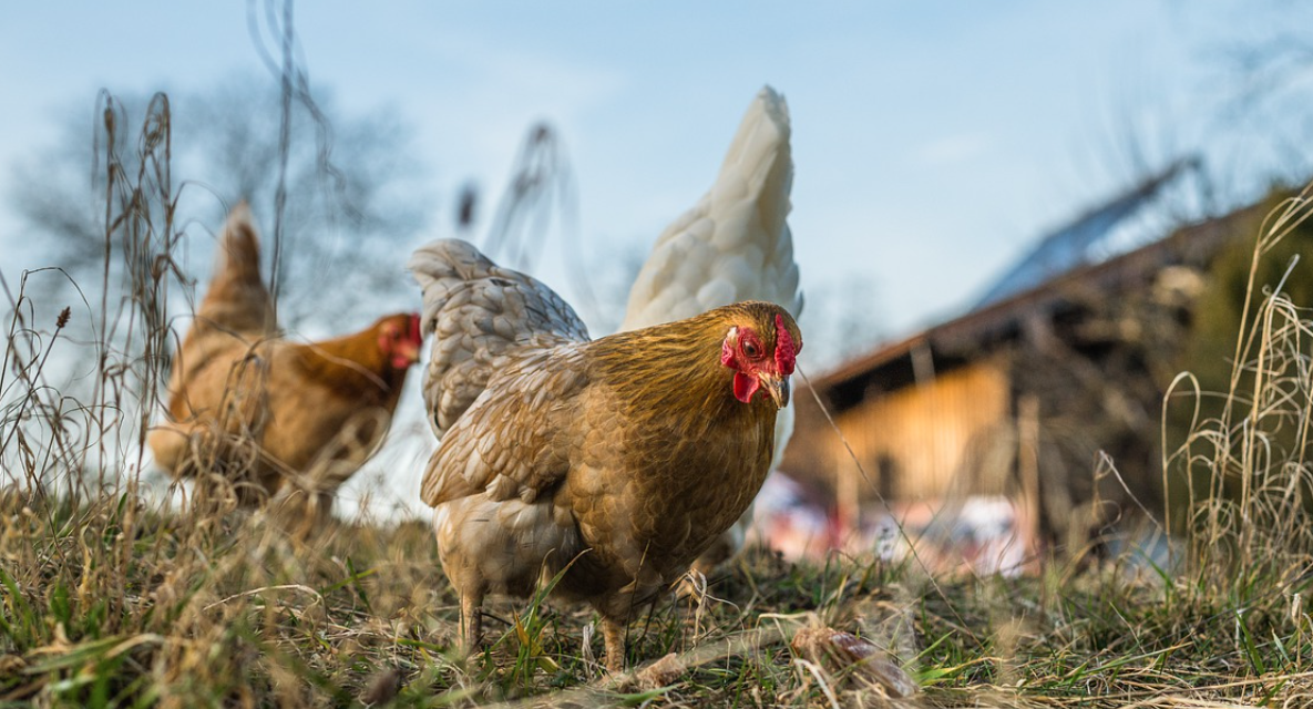 Phone App And Tour Shine Spotlight on Former Prison Farm