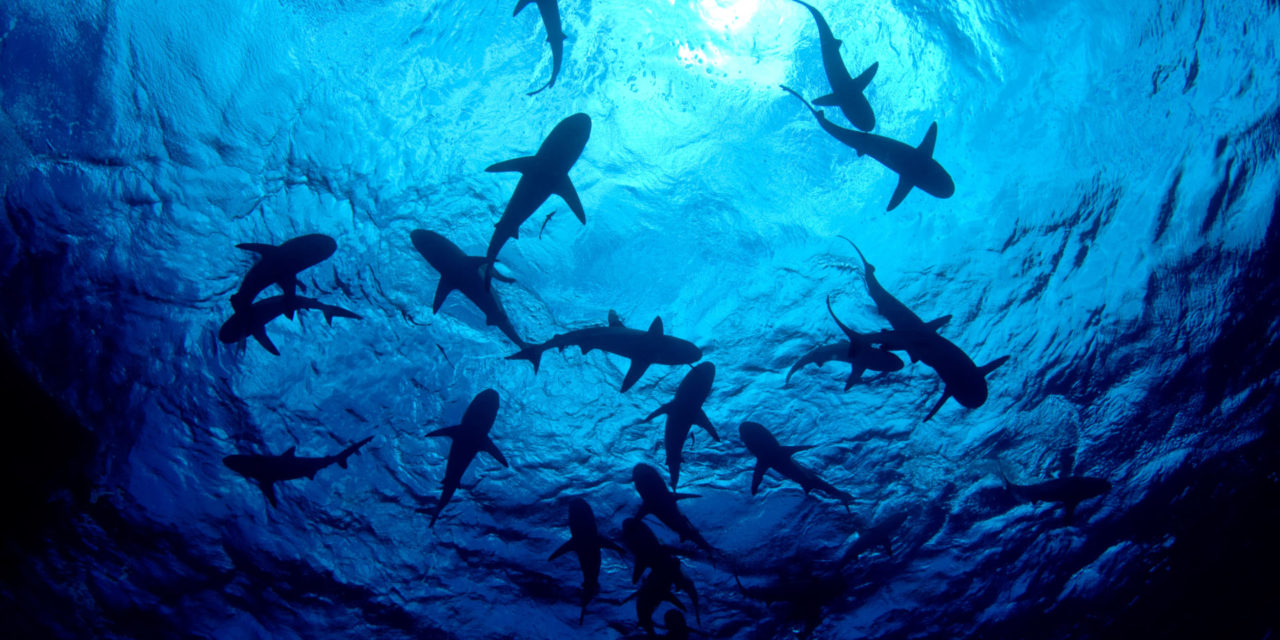 Shark Week Resurfaces At Greensboro Science Center