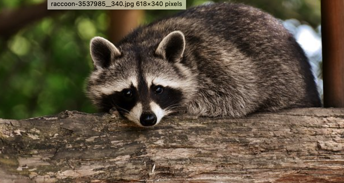 State And Feds Tricking Raccoons Into Getting Vaccinated