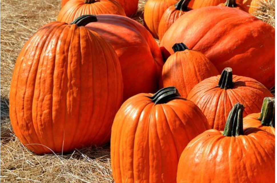 More Than One Load Of Fun At The Bur-Mil Park Fall Festival