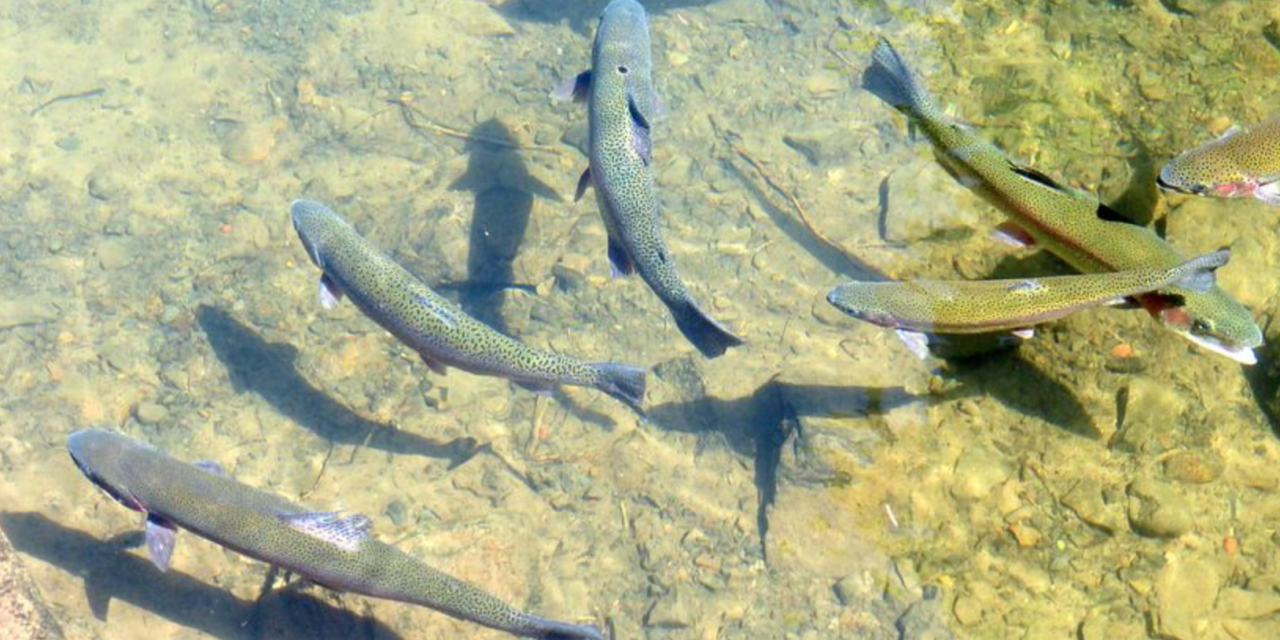 Here’s Why The Trout Aren’t Biting At Gibson Park Pond