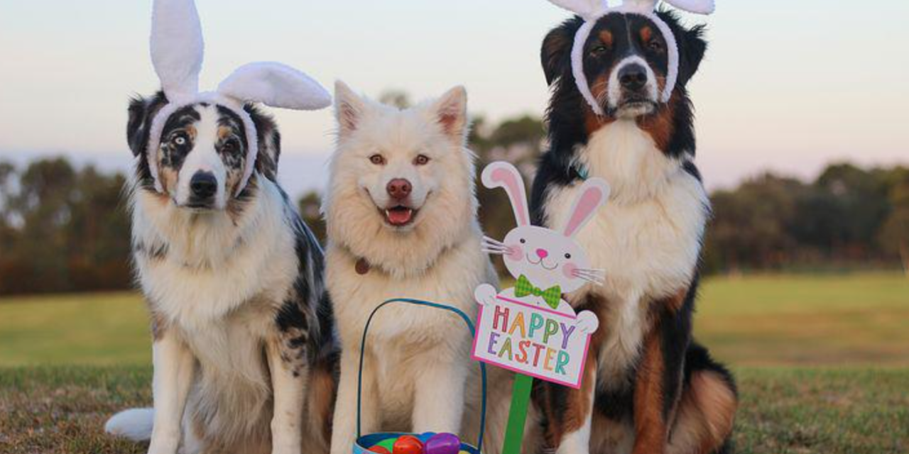 County’s Dog Festival Has Tails Wagging Vigorously