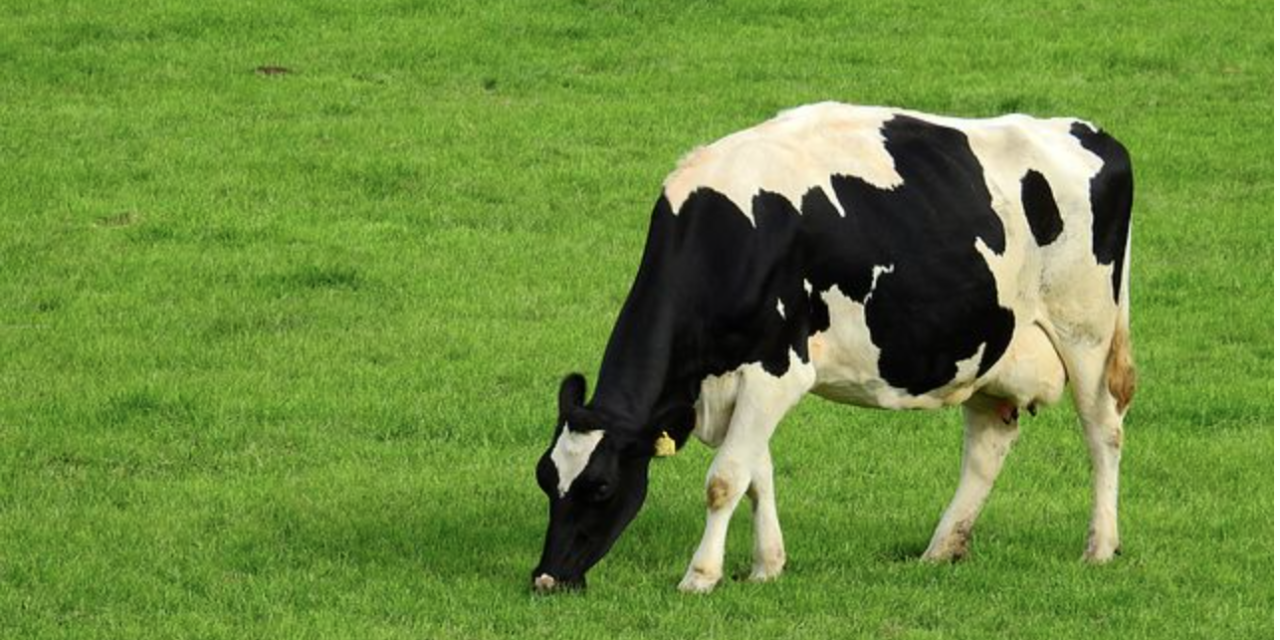 100 More Acres Of Guilford County Farmland To Stay That Way