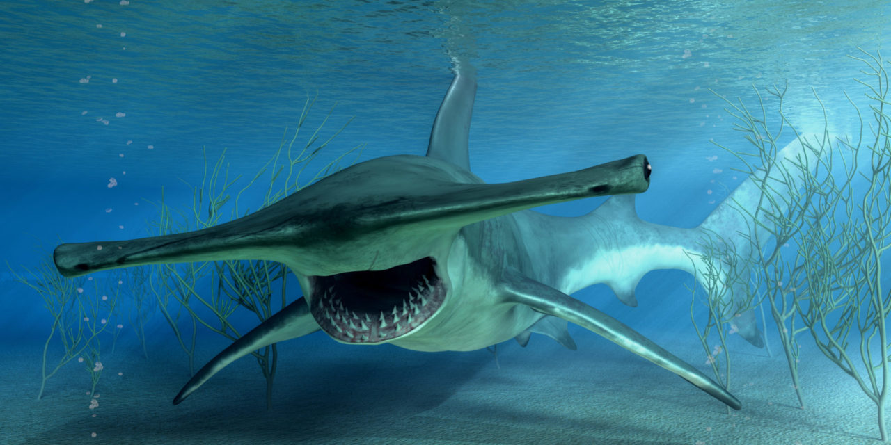 Shark Week Is Coming Back To The Greensboro Science Center