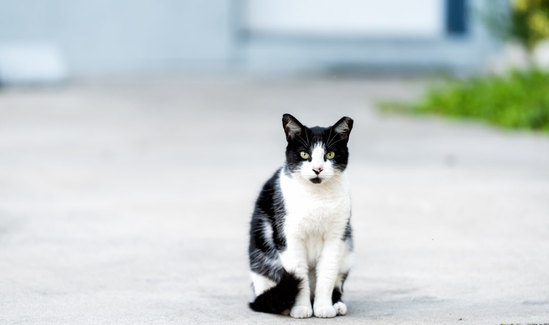 Pandemic Slow Down Leads To Feral Cat Problem