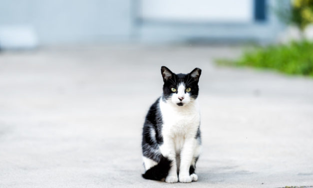 Pandemic Slow Down Leads To Feral Cat Problem