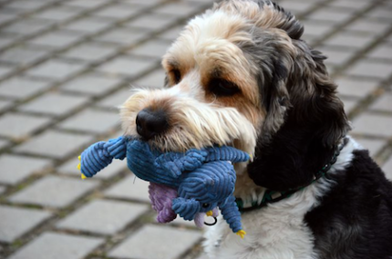 Pamper Your Pooch With A Luxury Suite At Greensboro’s New Hound Town