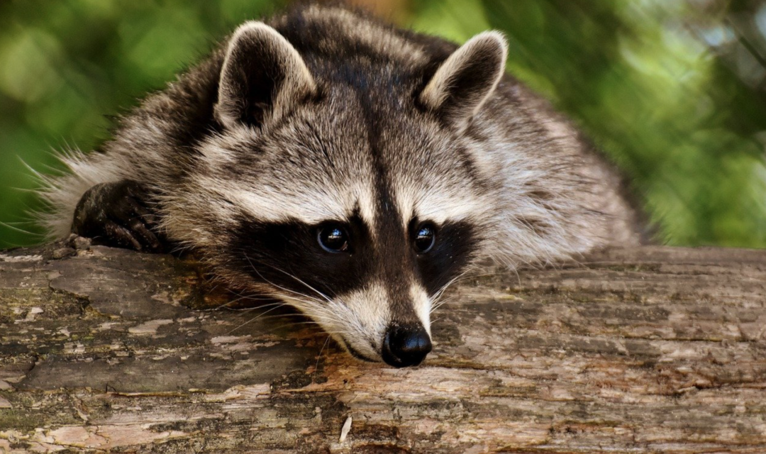 State Wildlife Officials Offering Free Rabies Vaccines To Raccoons