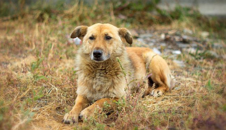 Spay And Neuter Will Be The Hot Button Issue At Animal Services Meeting